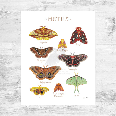 Wholesale Field Guide Art Print: Moths