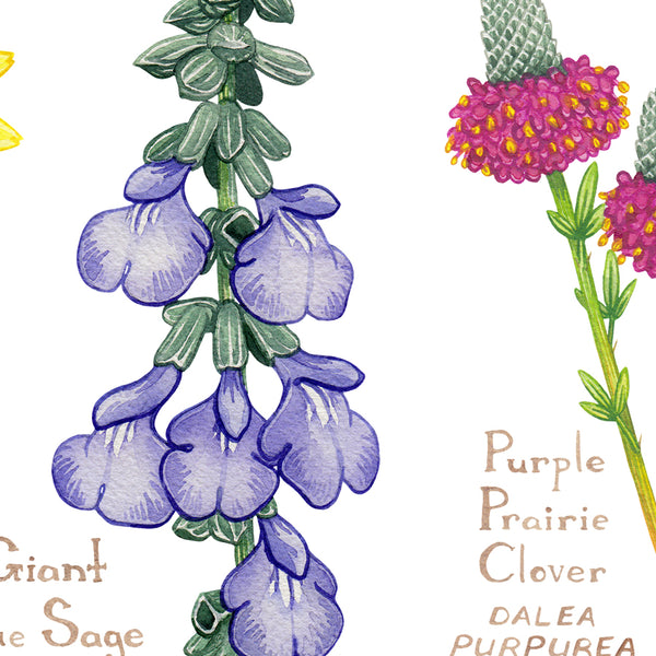 Wholesale Wildflowers Field Guide Art Print: Nebraska