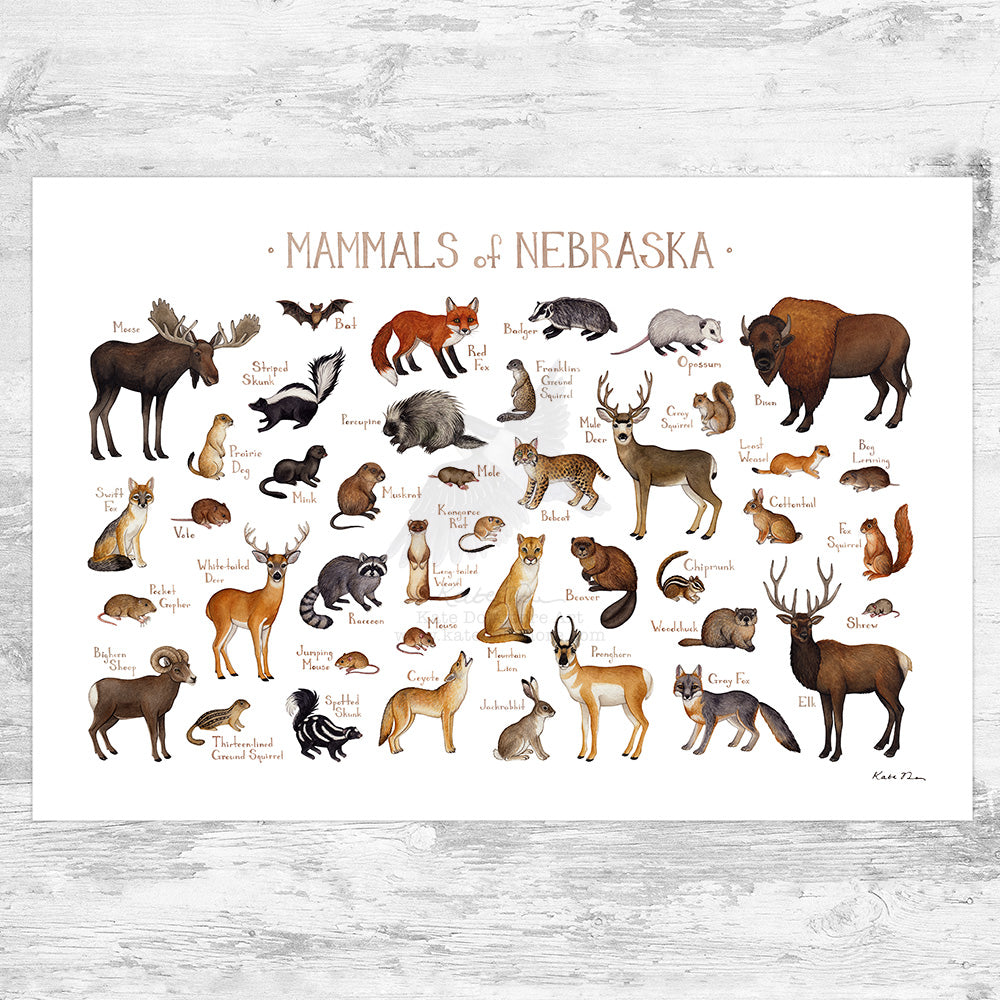 Wholesale Mammals Field Guide Art Print: Nebraska