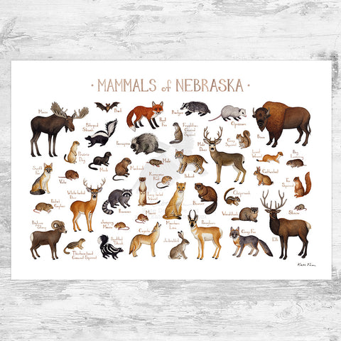 Wholesale Mammals Field Guide Art Print: Nebraska