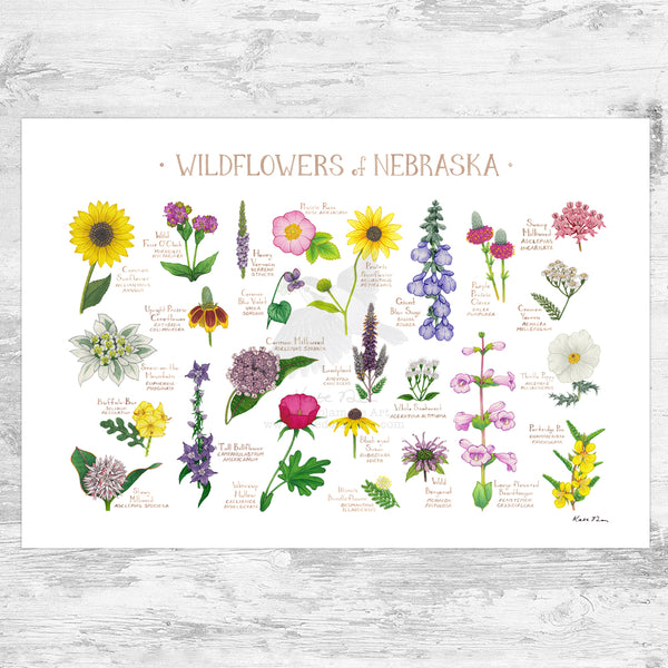 Wholesale Wildflowers Field Guide Art Print: Nebraska