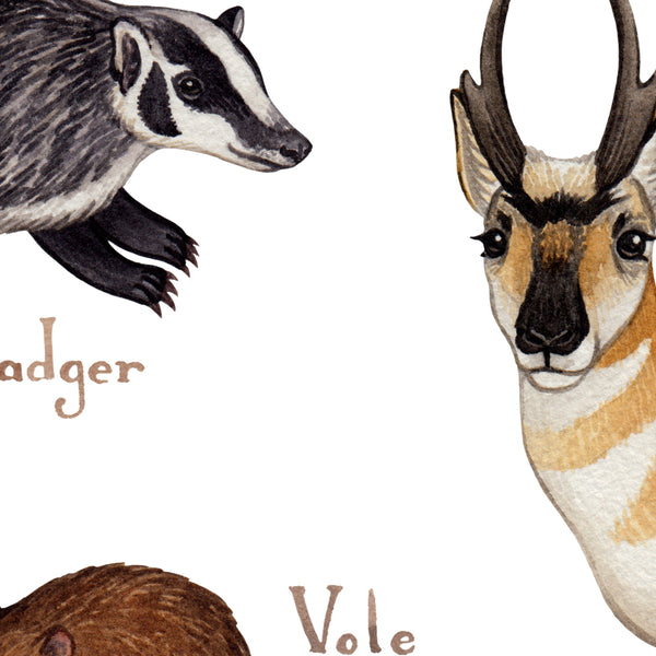 Wholesale Mammals Field Guide Art Print: Nevada