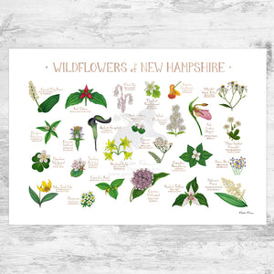Wholesale Wildflowers Field Guide Art Print: New Hampshire