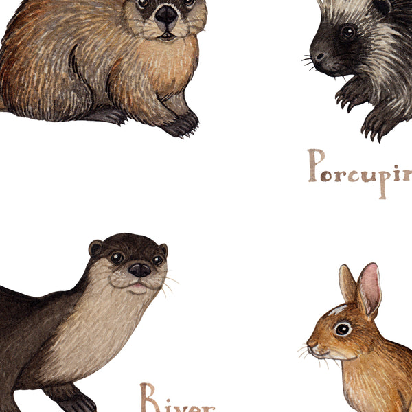 Wholesale Mammals Field Guide Art Print: New Jersey