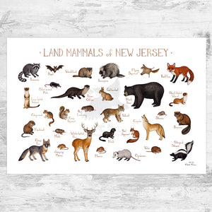 Wholesale Mammals Field Guide Art Print: New Jersey