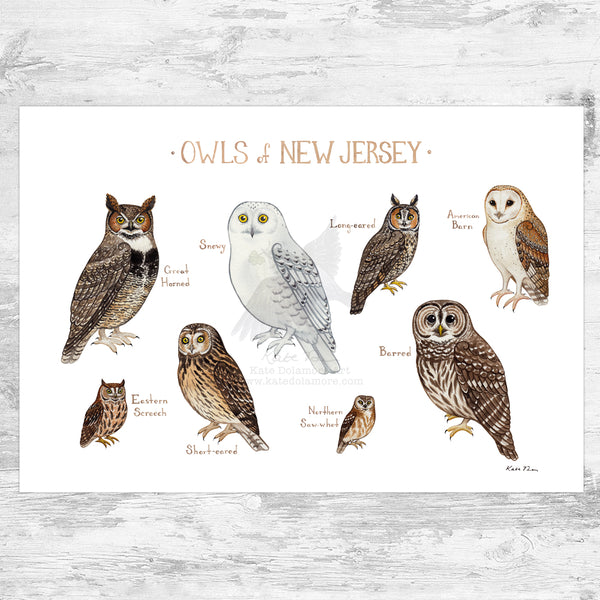 Wholesale Owls Field Guide Art Print: New Jersey