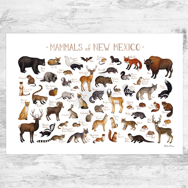 Wholesale Mammals Field Guide Art Print: New Mexico