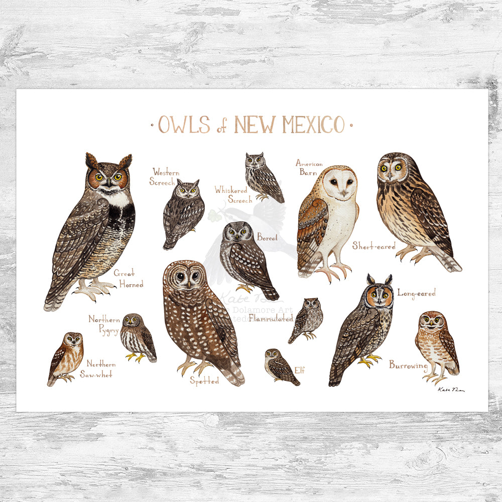 Wholesale Owls Field Guide Art Print: New Mexico