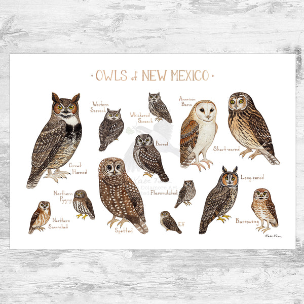 Wholesale Owls Field Guide Art Print: New Mexico