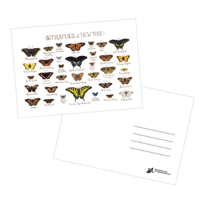 Butterflies of New York 5x7 Postcard