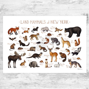 Wholesale Mammals Field Guide Art Print: New York