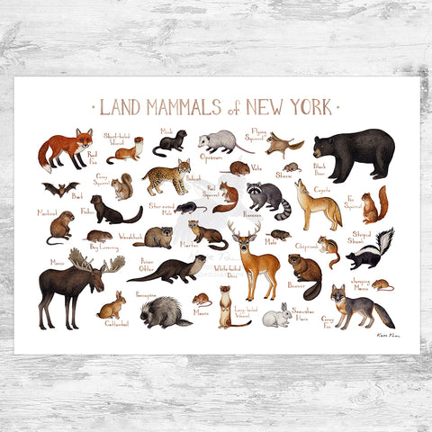 Wholesale Mammals Field Guide Art Print: New York