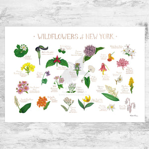 Wholesale Wildflowers Field Guide Art Print: New York