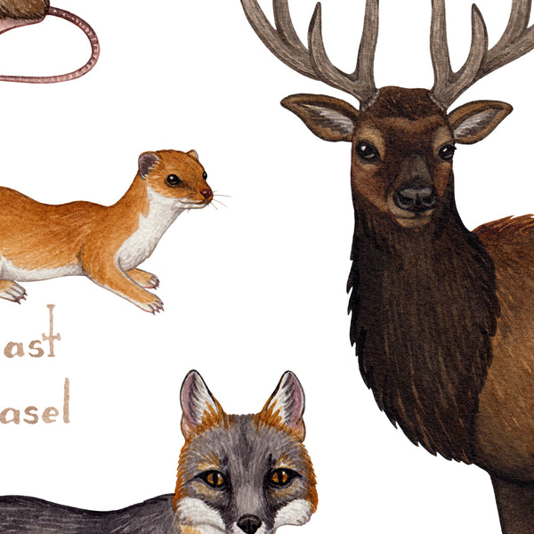 Wholesale Mammals Field Guide Art Print: North Carolina
