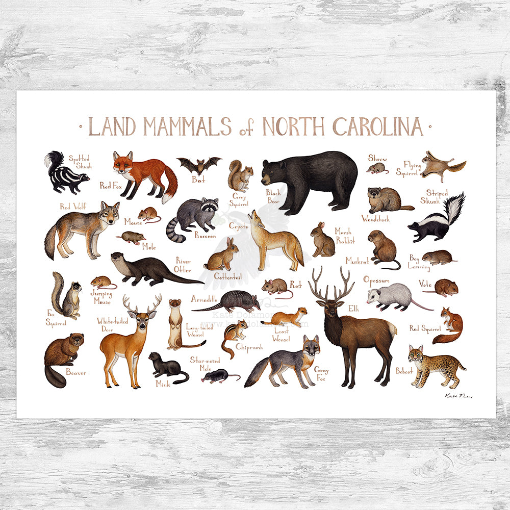 Wholesale Mammals Field Guide Art Print: North Carolina