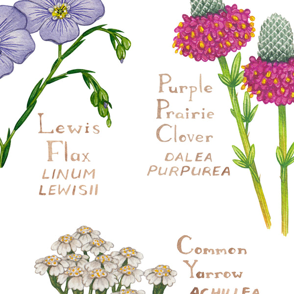 Wholesale Wildflowers Field Guide Art Print: North Dakota
