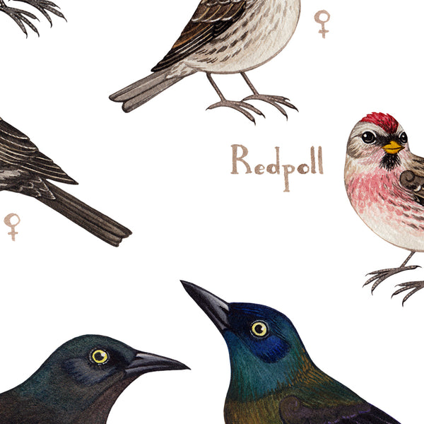 Wholesale Backyard Birds Field Guide Art Print: North Dakota