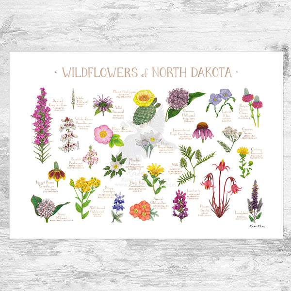 Wholesale Wildflowers Field Guide Art Print: North Dakota