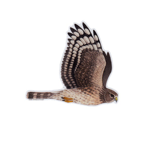 Wholesale Vinyl Sticker: Northern Harrier