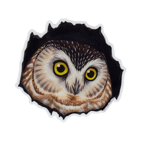 Wholesale Vinyl Sticker: Northern Saw-Whet Owl