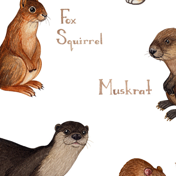 Wholesale Mammals Field Guide Art Print: Ohio