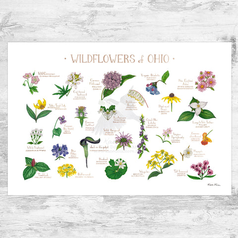Wholesale Wildflowers Field Guide Art Print: Ohio