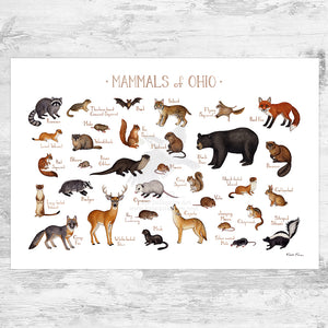 Wholesale Mammals Field Guide Art Print: Ohio