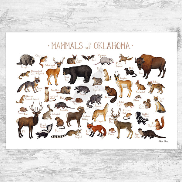 Wholesale Mammals Field Guide Art Print: Oklahoma
