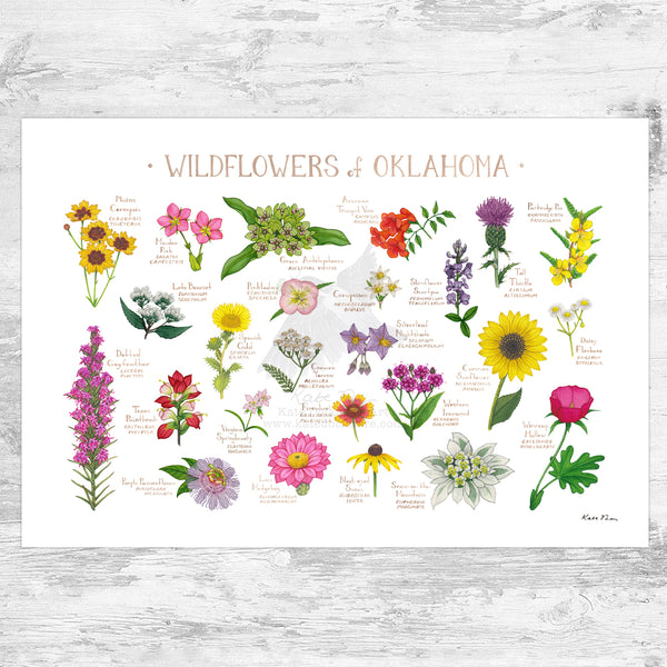 Wholesale Wildflowers Field Guide Art Print: Oklahoma