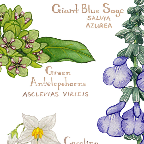 Wholesale Wildflowers Field Guide Art Print: Oklahoma