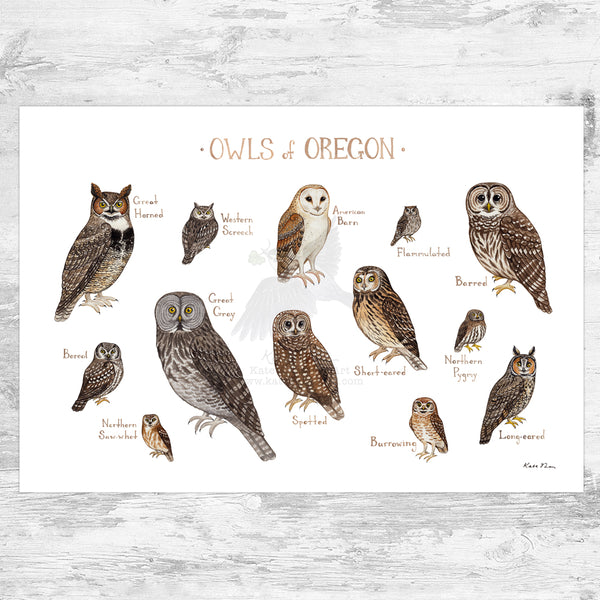 Wholesale Owls Field Guide Art Print: Oregon