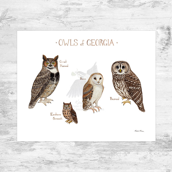 Wholesale Owls Field Guide Art Print: Georgia