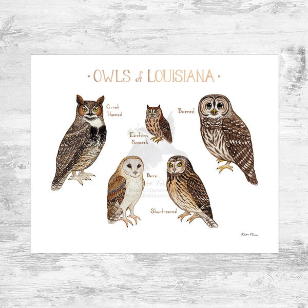 Wholesale Owls Field Guide Art Print: Louisiana