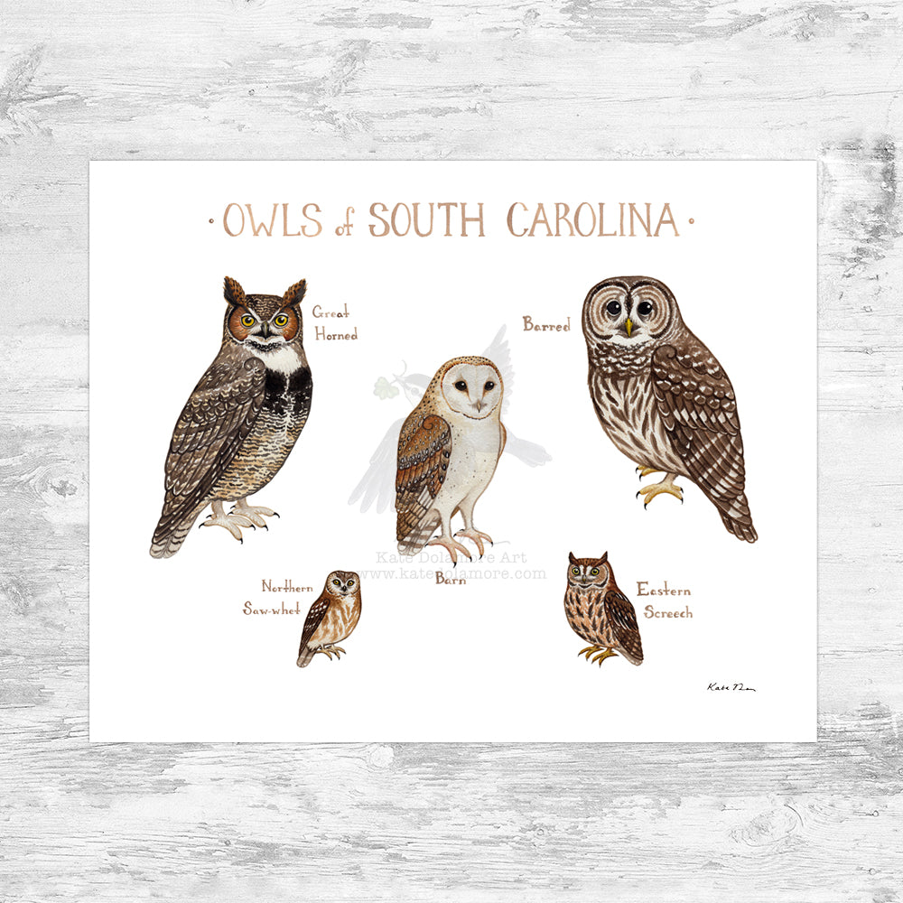 Wholesale Owls Field Guide Art Print: South Carolina