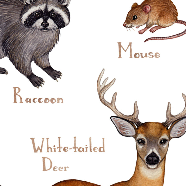 Wholesale Mammals Field Guide Art Print: Pennsylvania