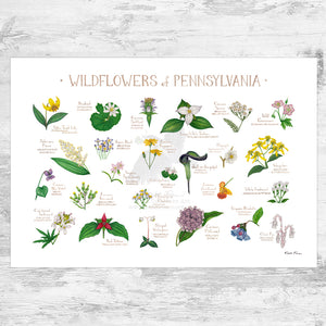 Wholesale Wildflowers Field Guide Art Print: Pennsylvania