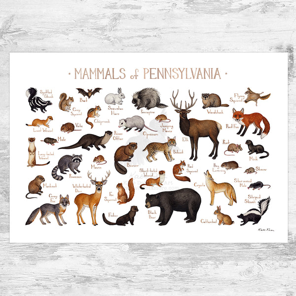 Wholesale Mammals Field Guide Art Print: Pennsylvania