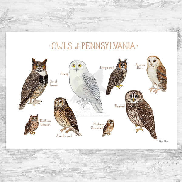 Wholesale Owls Field Guide Art Print: Pennsylvania