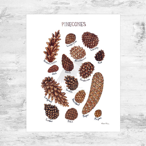 Wholesale Field Guide Art Print: Pine Cones