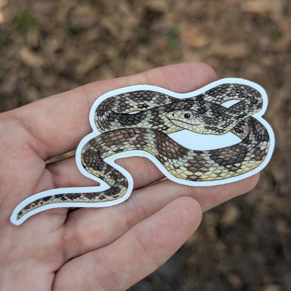 Wholesale Vinyl Sticker: Florida Pine Snake