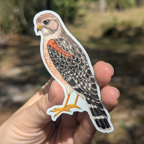 Wholesale Vinyl Sticker: Red-shouldered Hawk