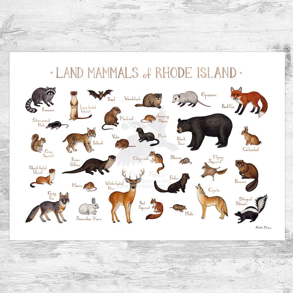 Wholesale Mammals Field Guide Art Print: Rhode Island