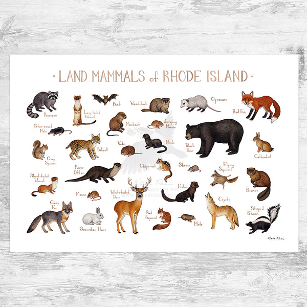 Wholesale Mammals Field Guide Art Print: Rhode Island
