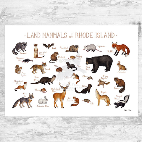 Wholesale Mammals Field Guide Art Print: Rhode Island