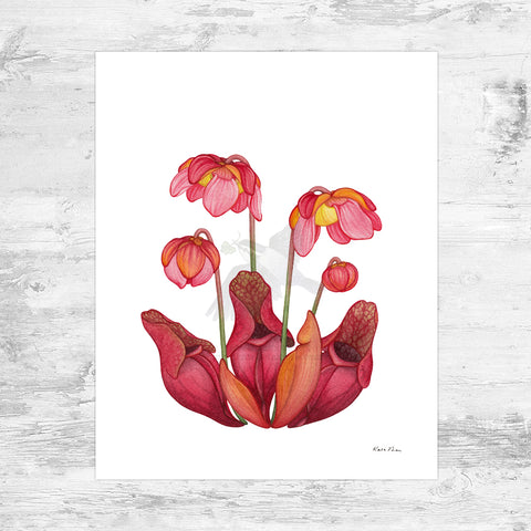 Wholesale Art Print: Burk's Southern Pitcher Plant