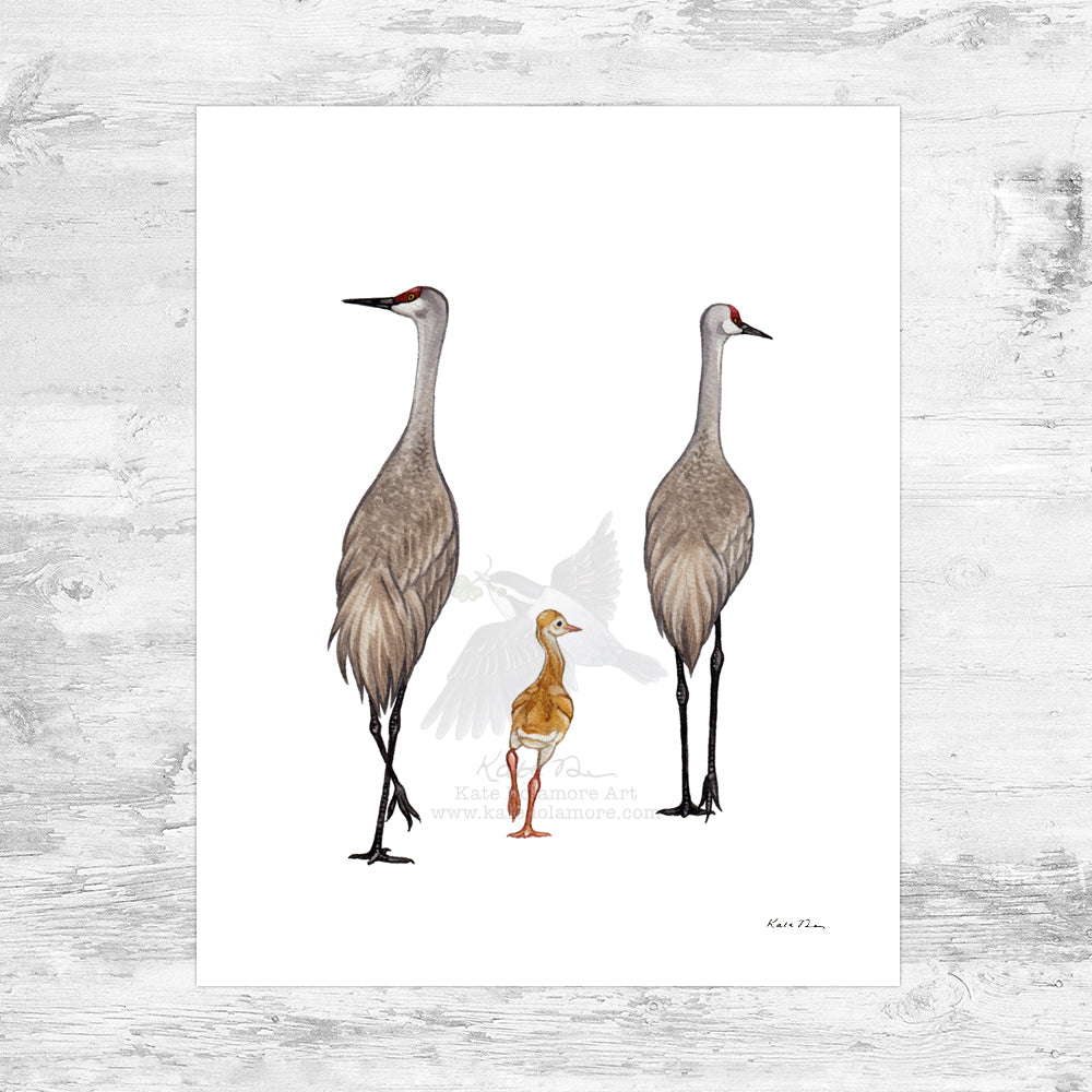 Wholesale Art Print: Sandhill Crane Family of 3