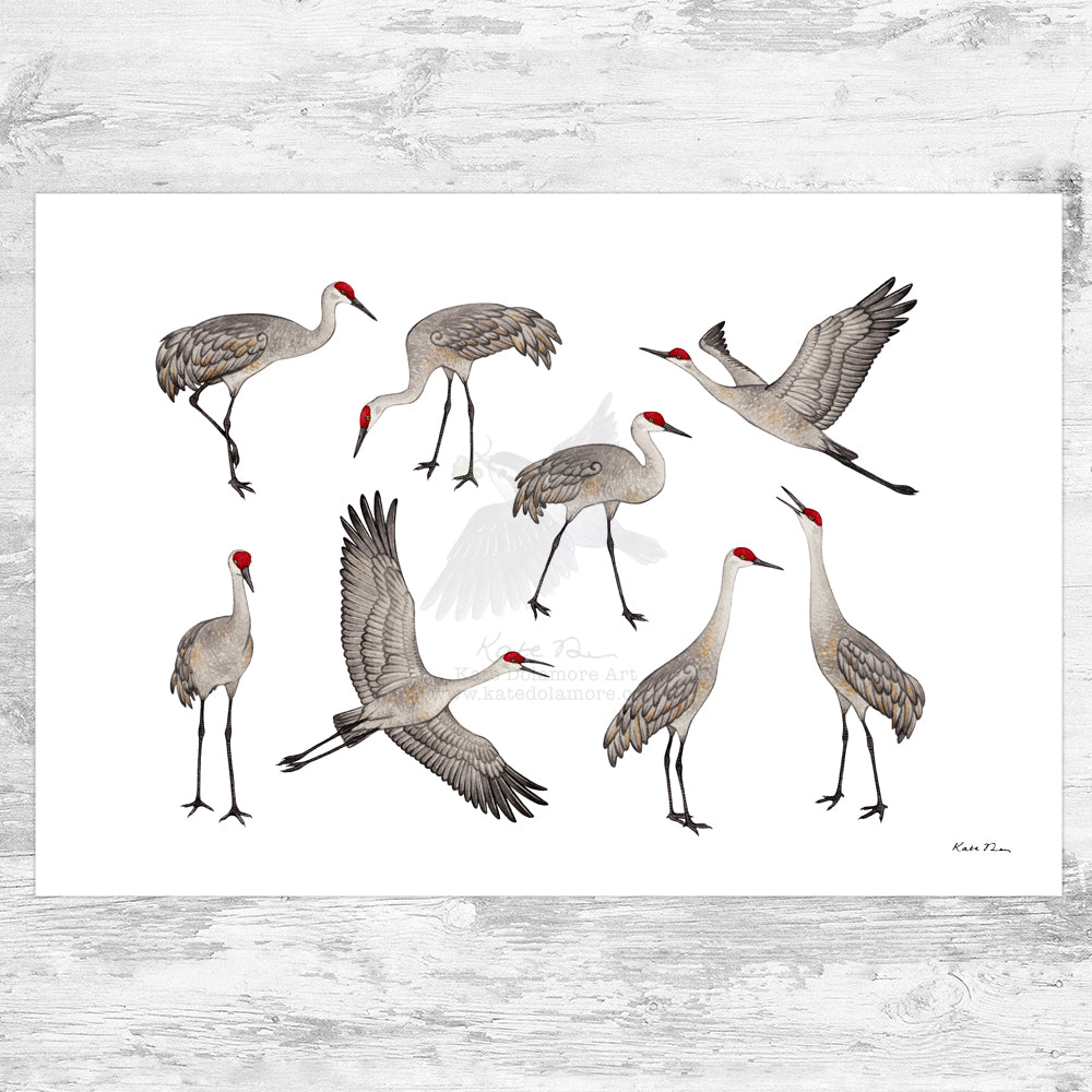 Wholesale Art Print: Sandhill Cranes