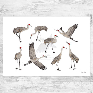 Wholesale Art Print: Sandhill Cranes