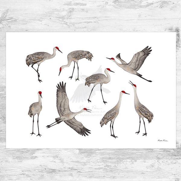 Wholesale Art Print: Sandhill Cranes