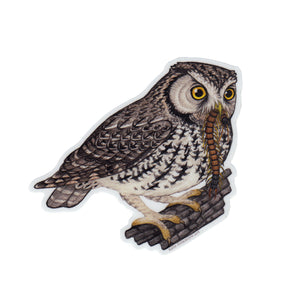Wholesale Vinyl Sticker: Whiskered Screech Owl